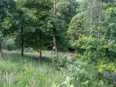 Woodland down to River